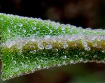  Leaf-Lower part